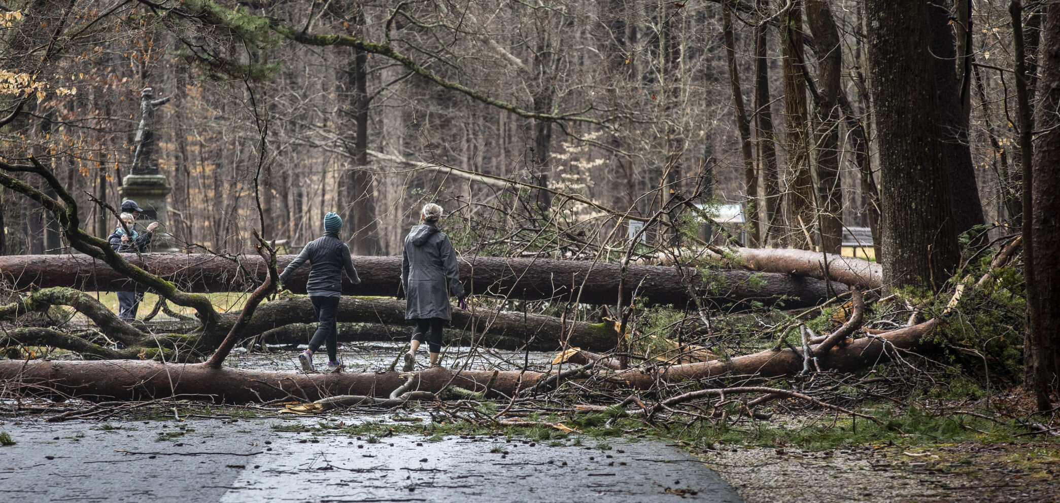 Battleground Trees